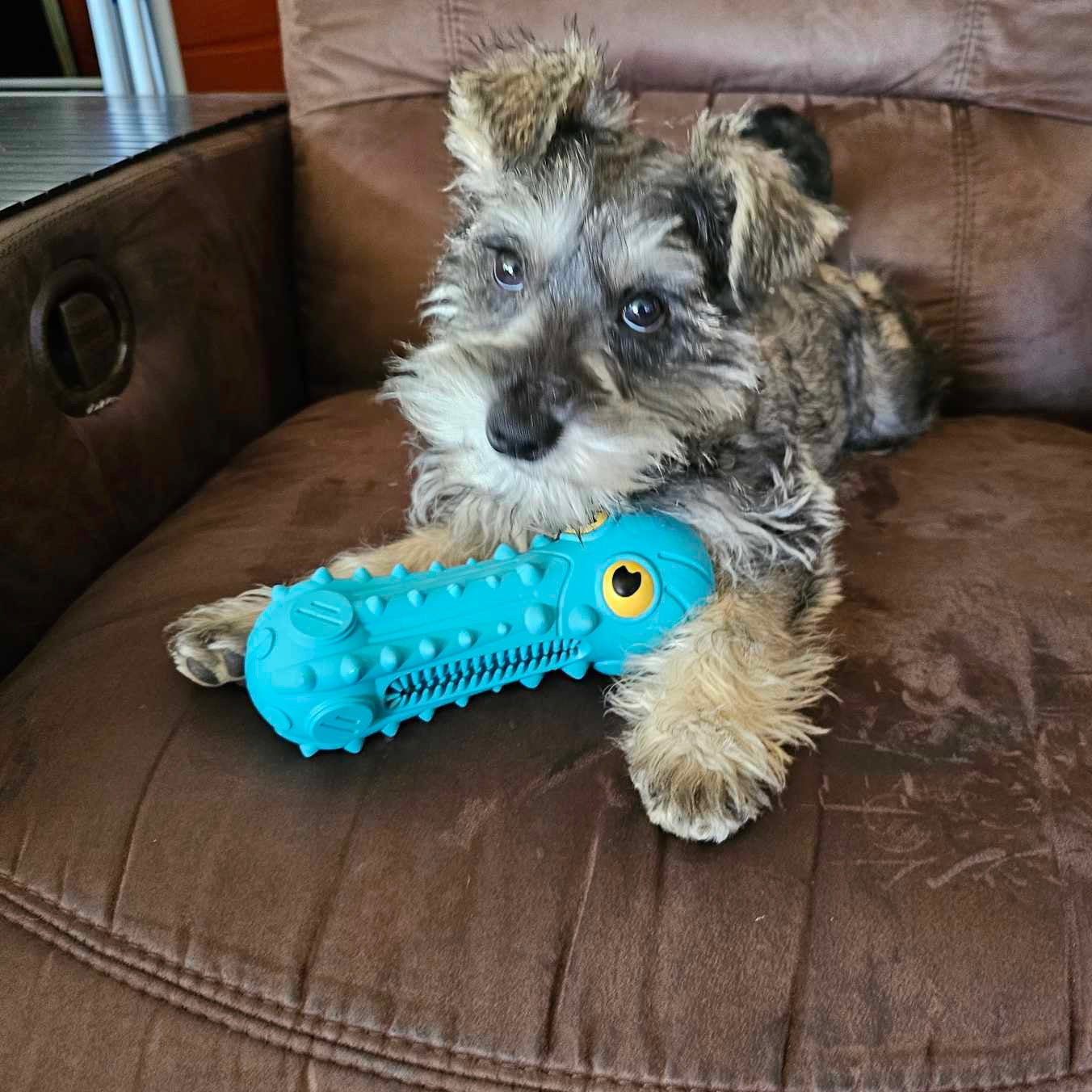 Solid Rubber Ollie the Octopus Squeak Toy – Ace Dog Supplies